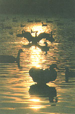 Ducks on a pond